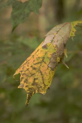 CRW_9346.jpg