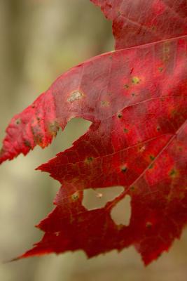 CRW_9372.jpg