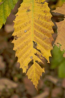 CRW_9390.jpg