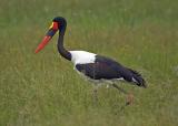 Saddle-billed Stork