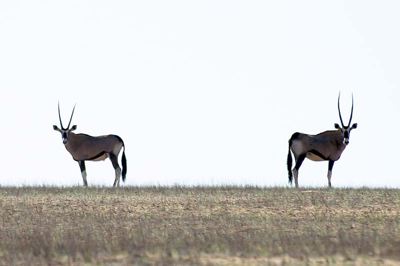 Gemsbok