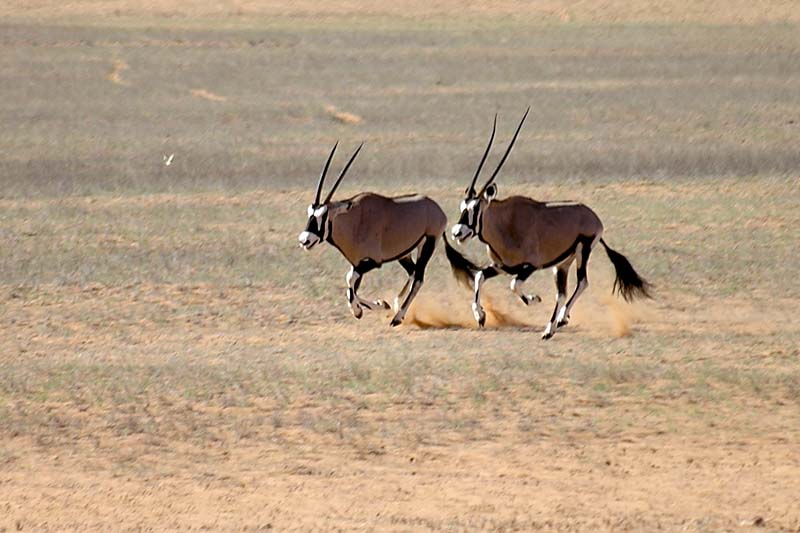 Gemsbok