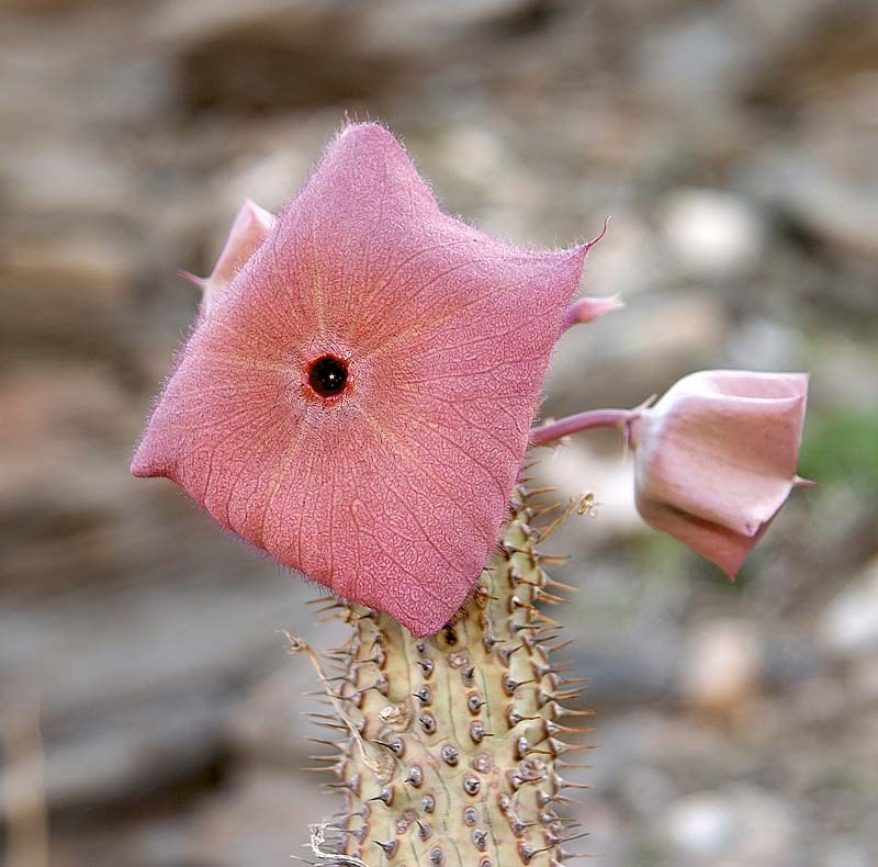 Hoodia Currorii Flower