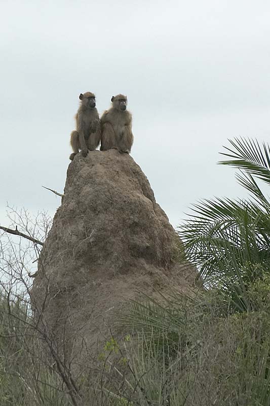 Baboons