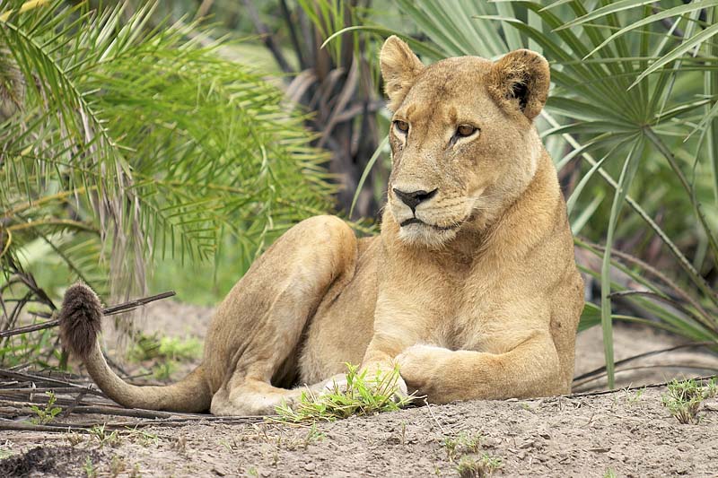 Female Lion