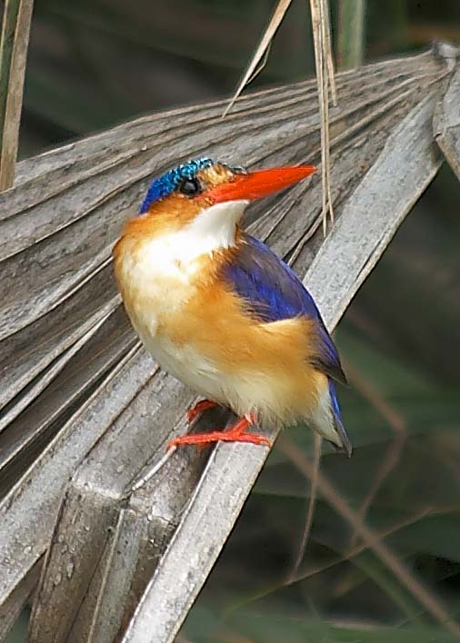Malachite Kingfisher