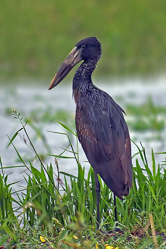 Open-billed Stork