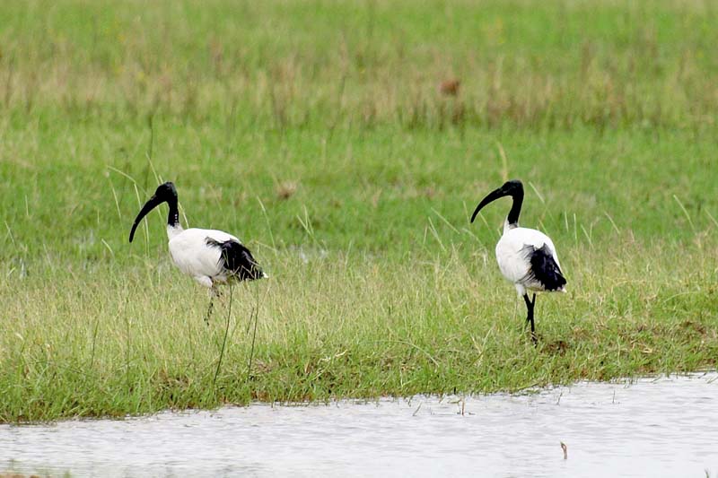 Sacred Ibis