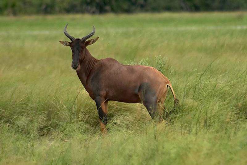 Tsessebe