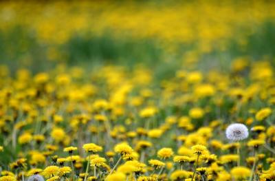 Dandilion Field