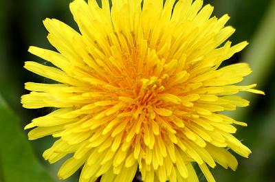 Sunburst