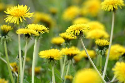 Dandilion Forest