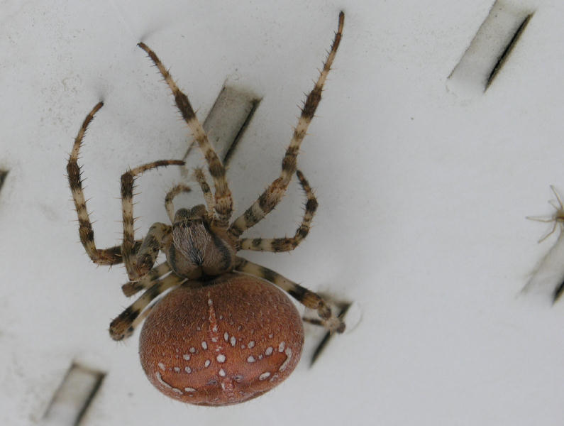 Mature Spider.JPG
