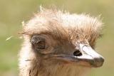 Ostrich