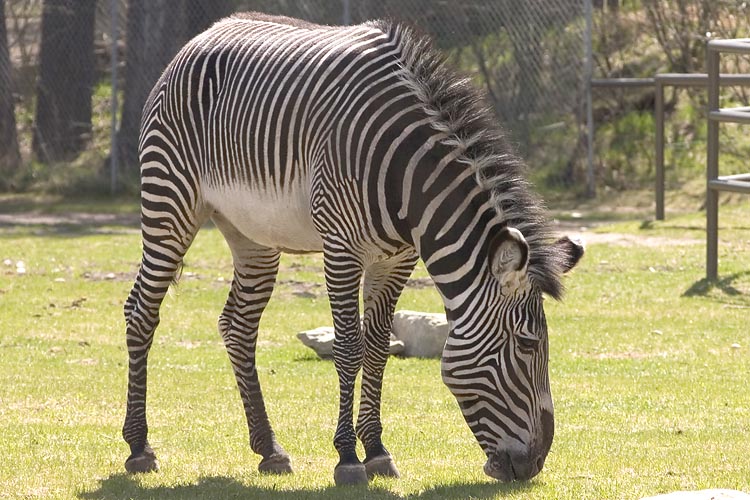 Zebra