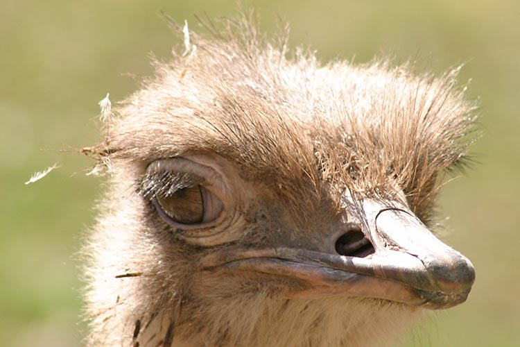 Ostrich