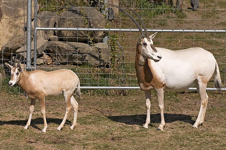 Scimitar horned Oryx