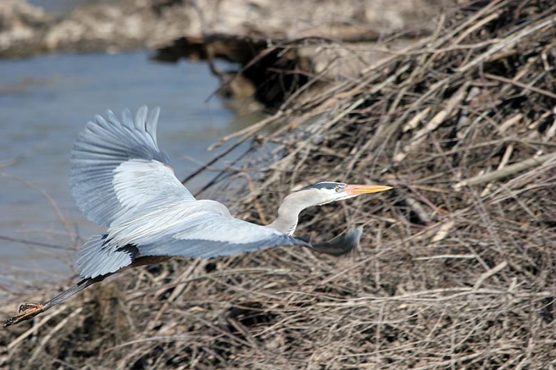 gbh full frame.jpg