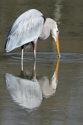 gbh eating2.jpg