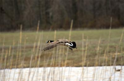 goose-3.jpg