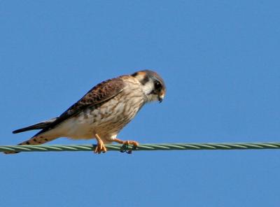 kestrel.jpg