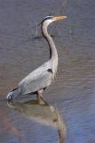 gbh-1.jpg