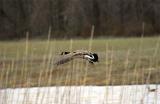 goose-3.jpg