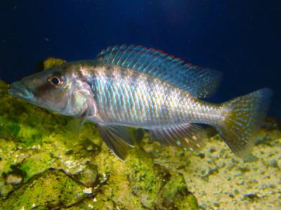 Lichnochromis acuticeps