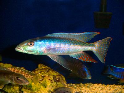 Champsochromis caeruleus