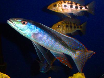 Champsochromis caeruleus