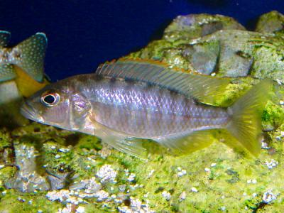 Sciaenochromis psammophilus “Electric Blue Kande”