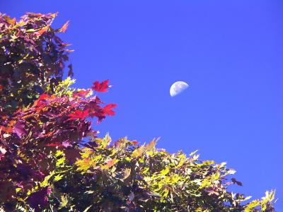 Up in the leaves.jpg