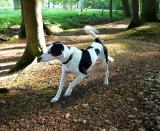 Joop's Dog Log - Thursday May 13