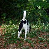 Joop's Dog Log - Sunday May 23
