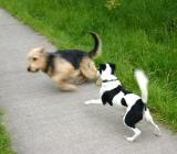 Joop's Dog Log - Tuesday June 01