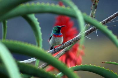 Southern Double Collared SunBird