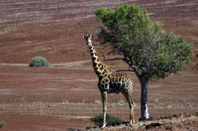 African Safari Photos