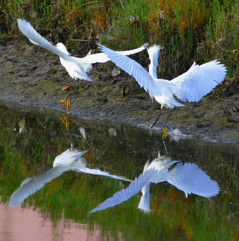IMG_7083 birds.jpg