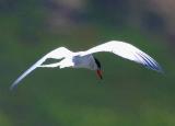 IMG_6835 terns.jpg