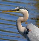 IMG_6914birds.jpg
