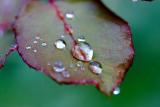 IMG_7638 ib.jpg
