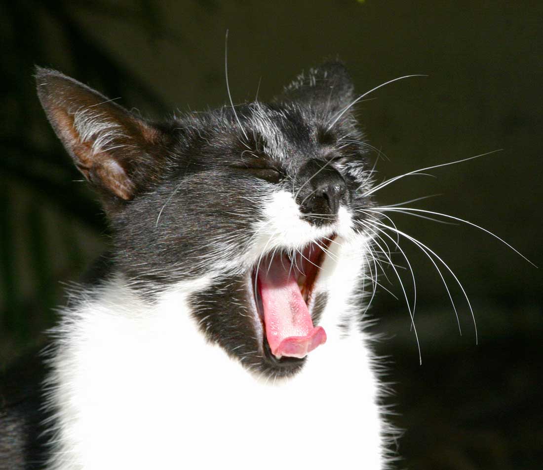 IMG_6554 animals.jpg