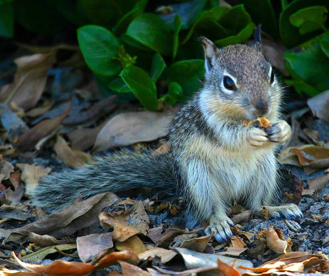 IMG_6566 animals.jpg