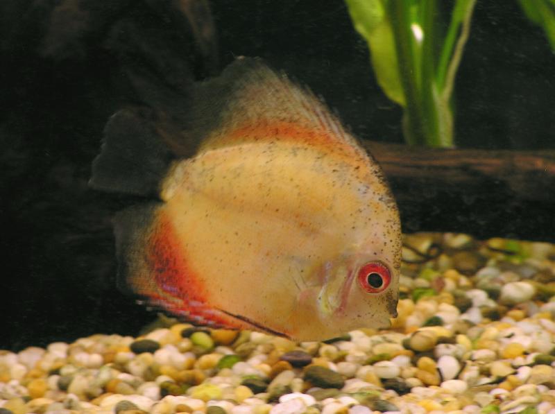 Discus 2