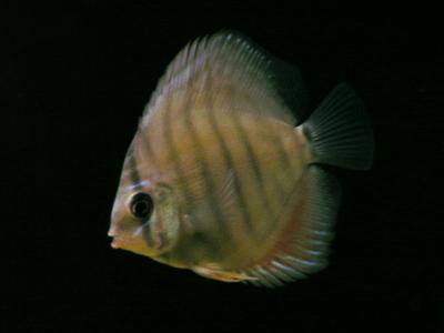 Discus 5