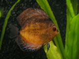 Discus 1