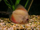 Discus 6