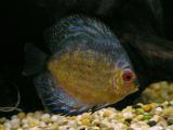 Discus 4