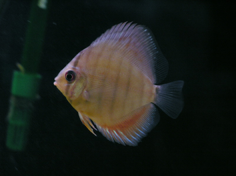 Discus 3