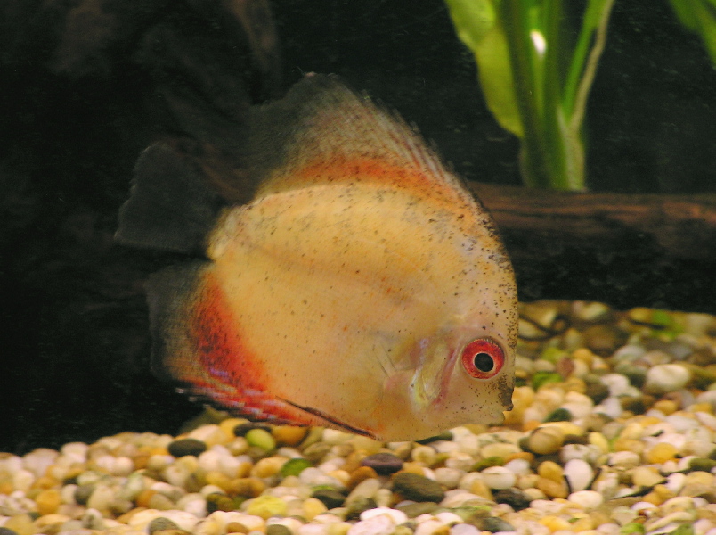 Discus 2